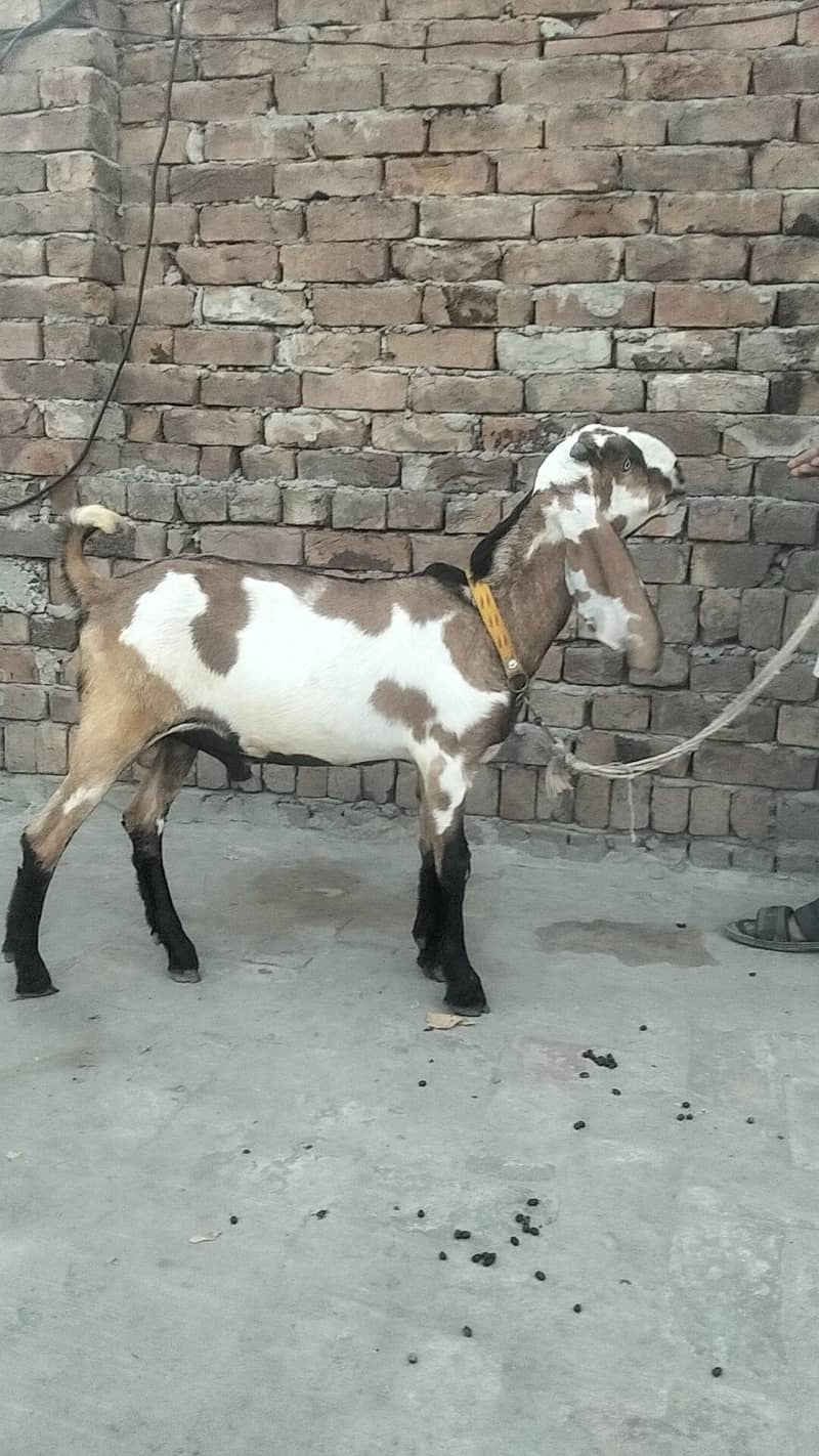 makkhi chini bakra 4