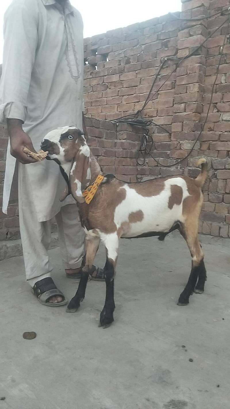 makkhi chini bakra 5