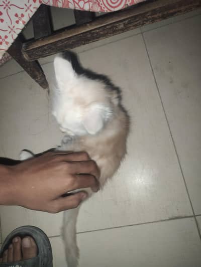 4 month pure Persian kitten