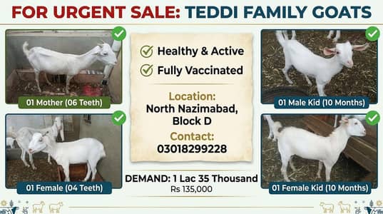 Teddi Family
