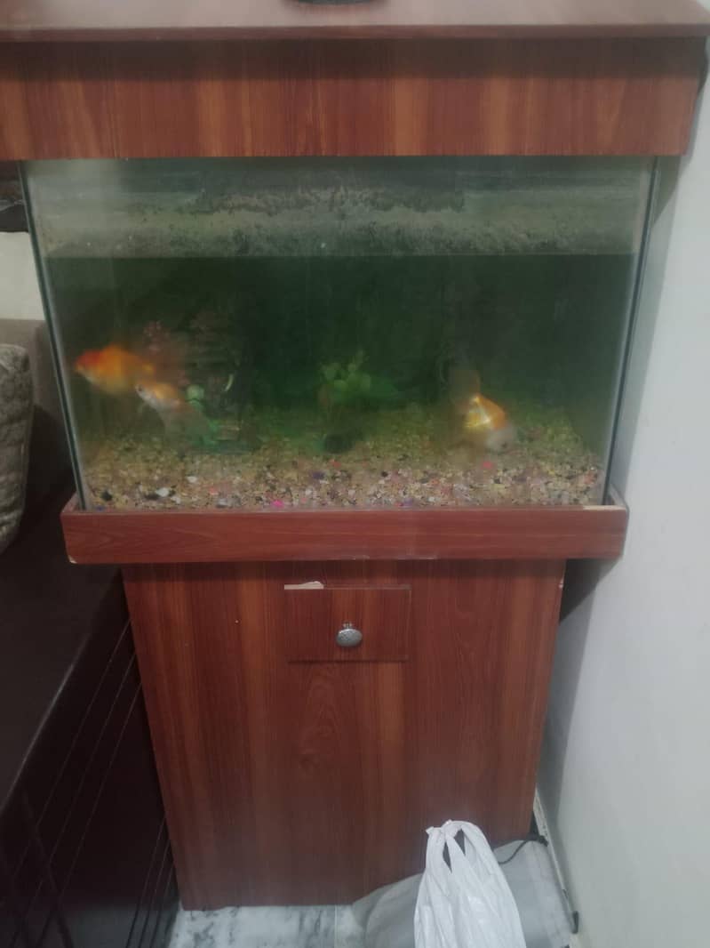 Aquarium 2