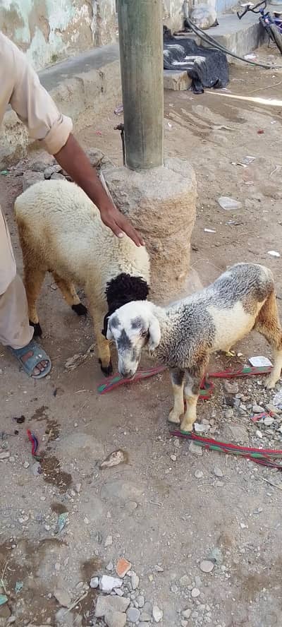 khare k dumby