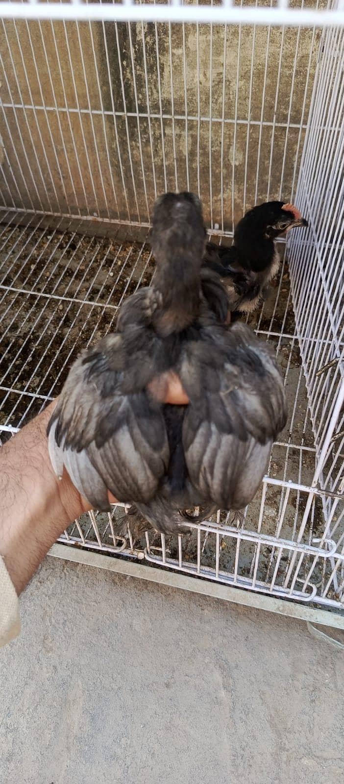 Black bentum pair 2