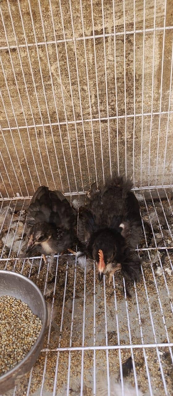 Black bentum pair 3