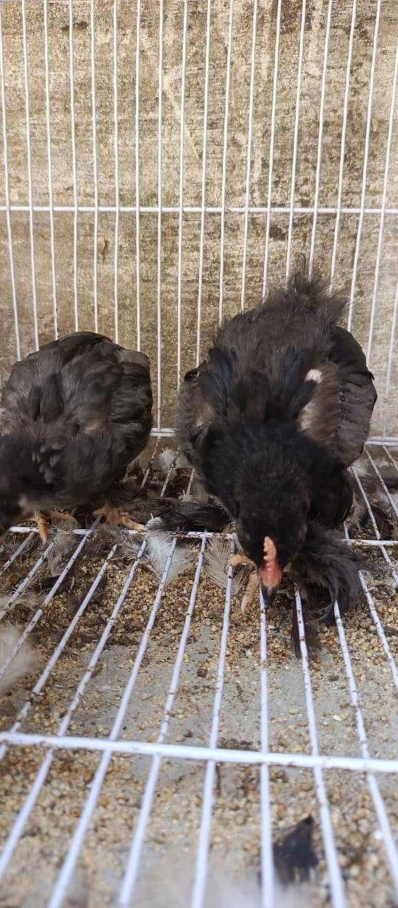 Black bentum pair 4