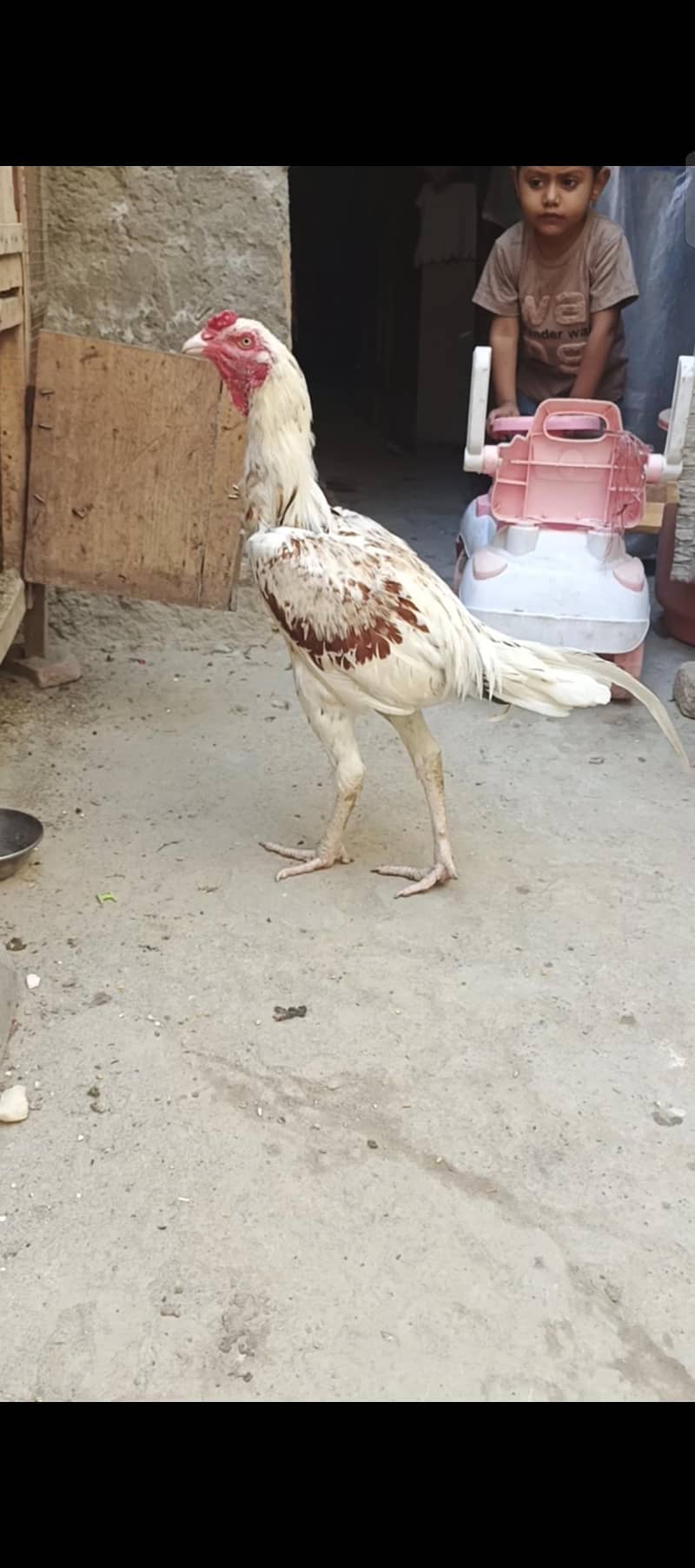 aseel breed 3