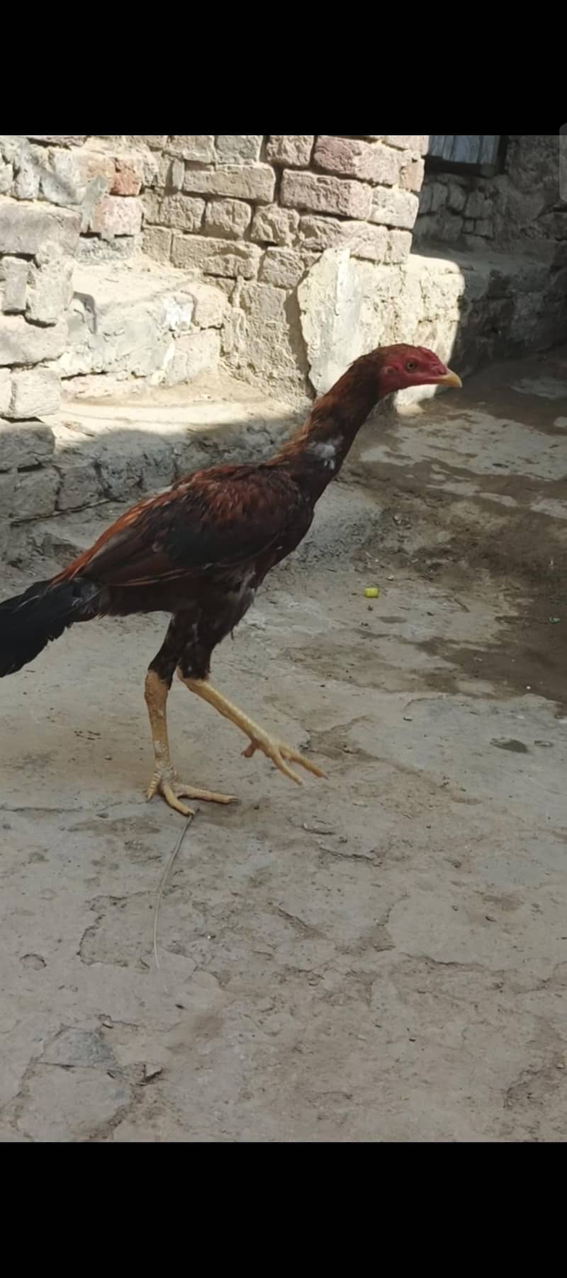 aseel breed 4