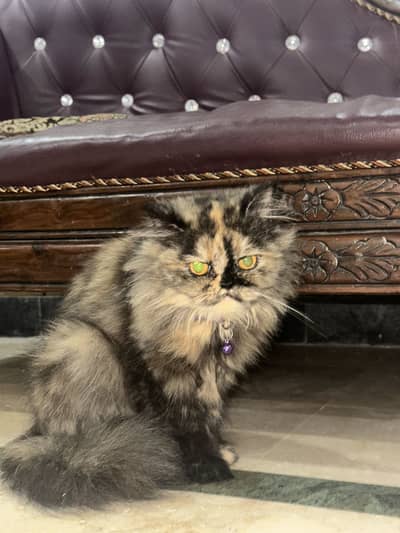 Persian cat punch face