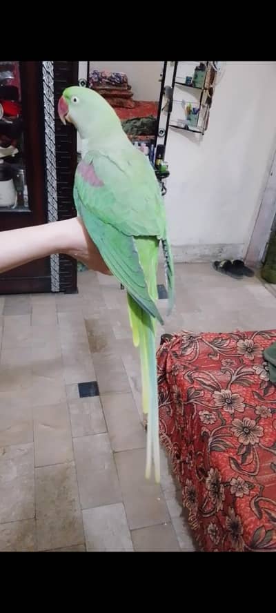 Raw female parrot
