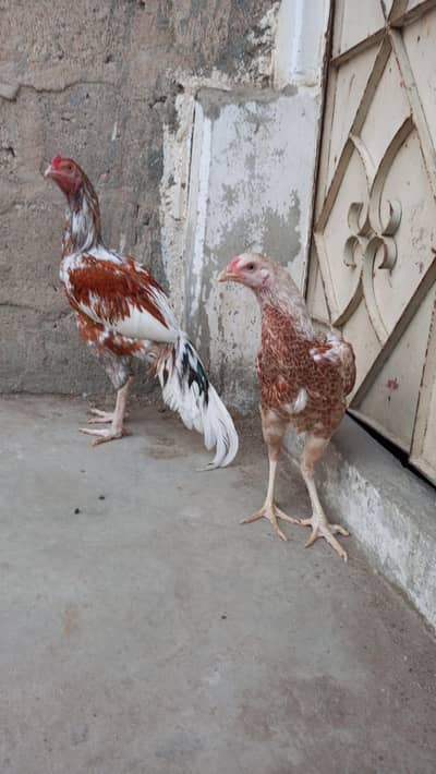 Aseel Pair