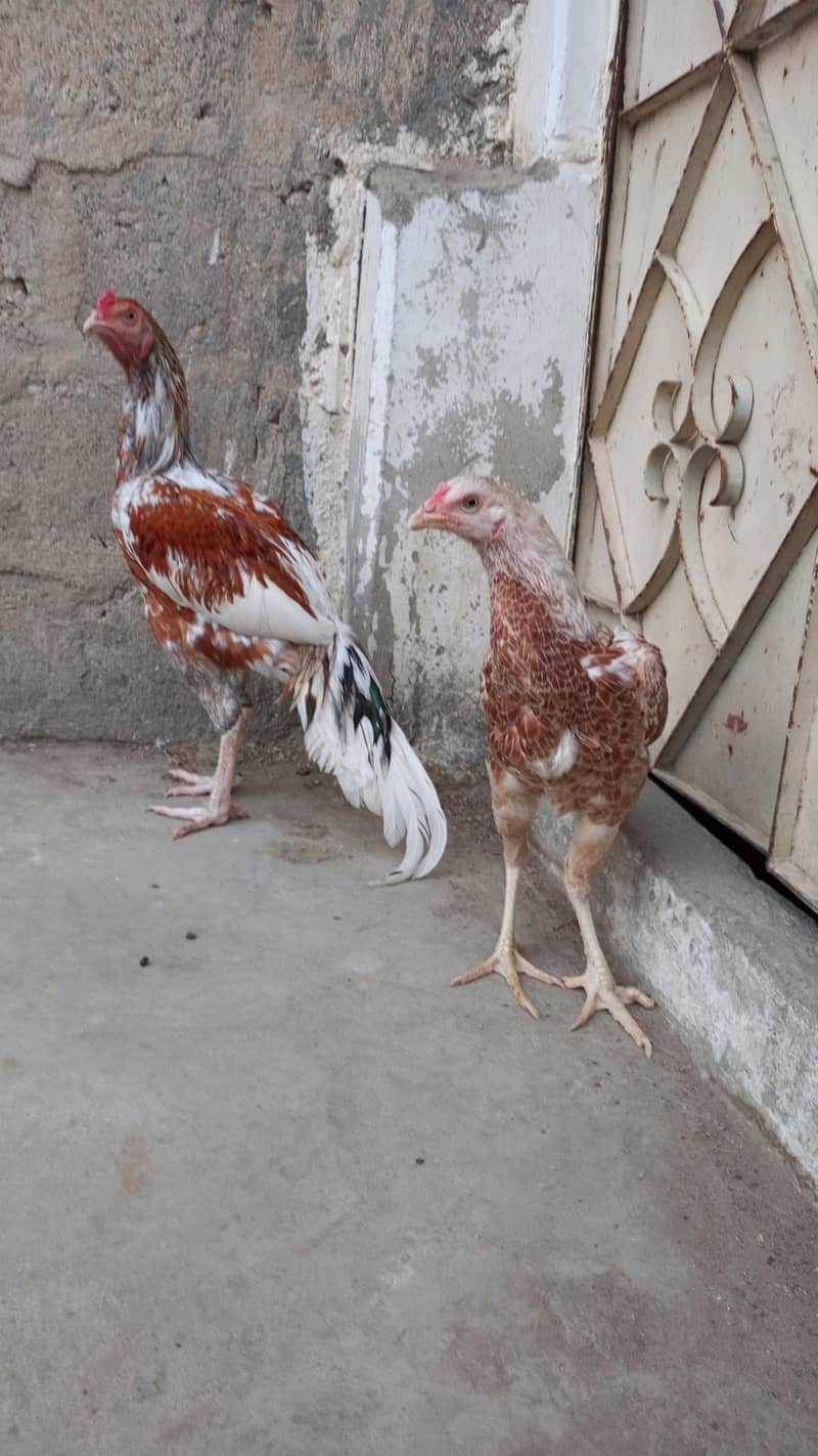 Aseel Pair 0