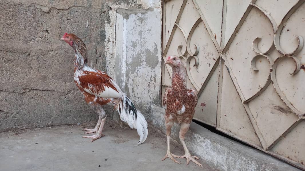 Aseel Pair 1