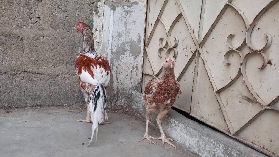 Aseel Pair 2