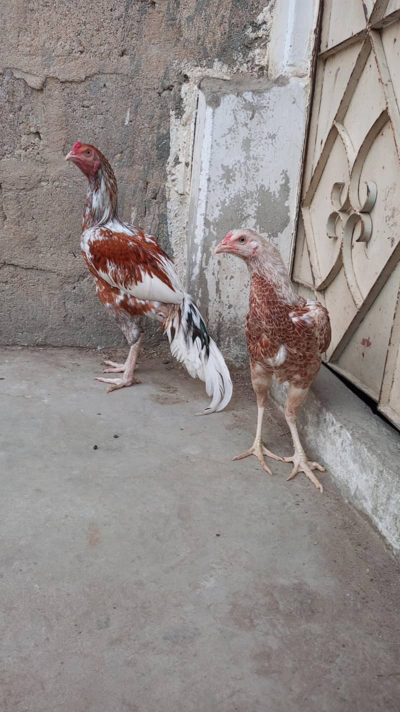 Aseel Pair 3
