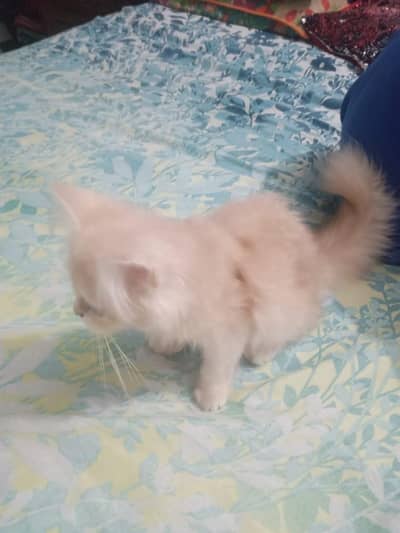 persian triple coat MAX