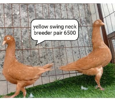 fancy pigeons/swallow/fantail/karbali/frillback/lahori sherazi/norwich