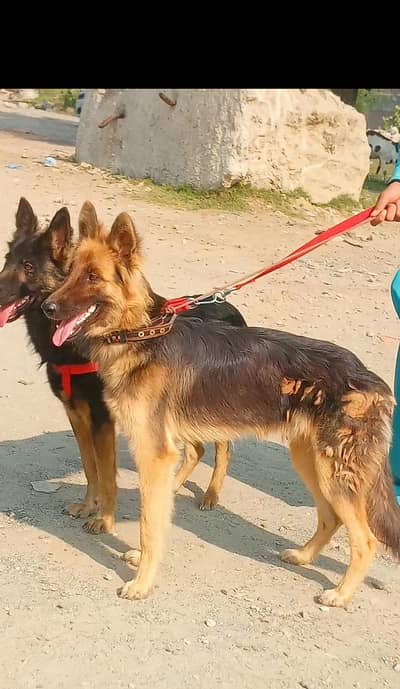German Shepherd Pair long coated for sale  2026