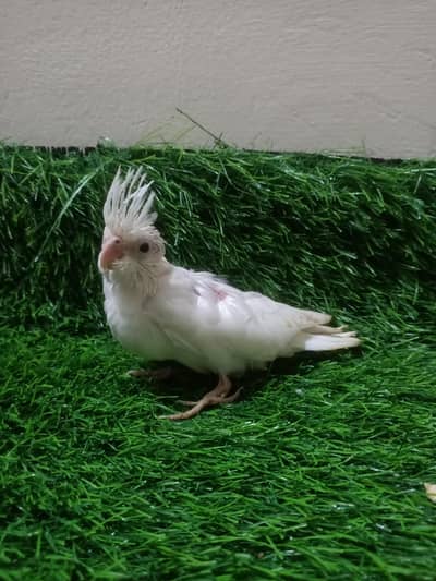 cockatiel chicks