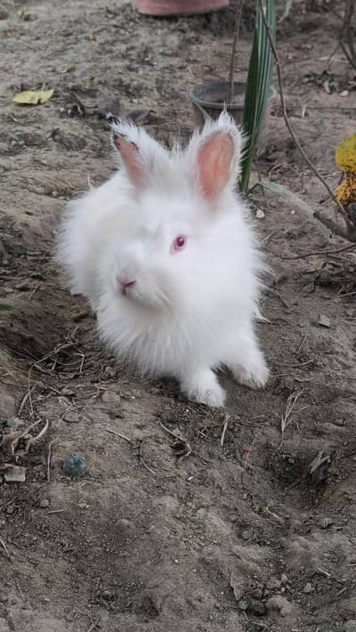 English Angora Rabbit