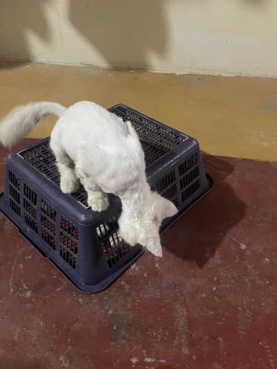 Pair of cat white male 4 months brown female 5 above months