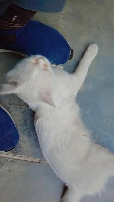 cat for sale