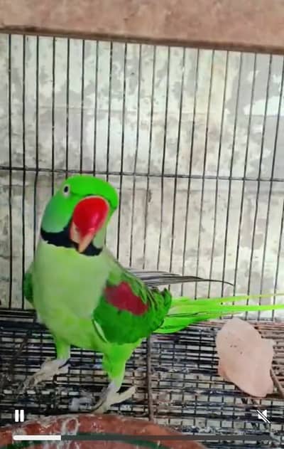 Green Raw Parrot Breeder Pair For Sale | Hand Tame Female | Male Femal