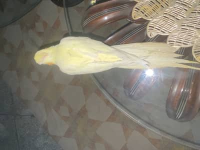 COCKTAIL RED EYE