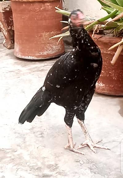 Aseel murgi for sale 0333'470_73'96