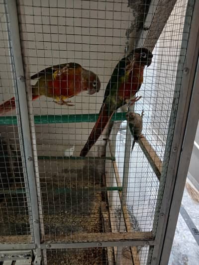 pineapple conour parrots for sale