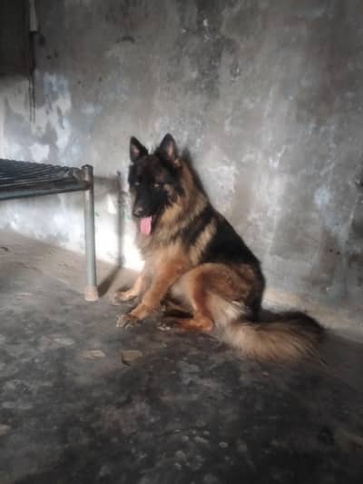German shepherd Female