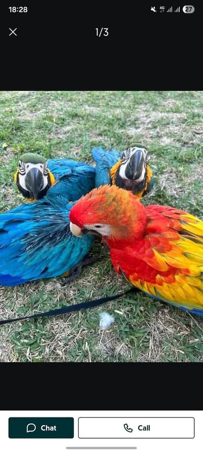 blue and red gold Macaw parrot for sale 0307/1267/172