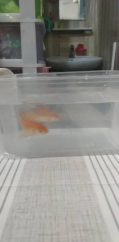 fish foe sale