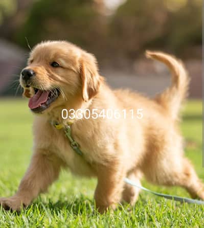 Golden retriever puppies dog 0330*540611*five
