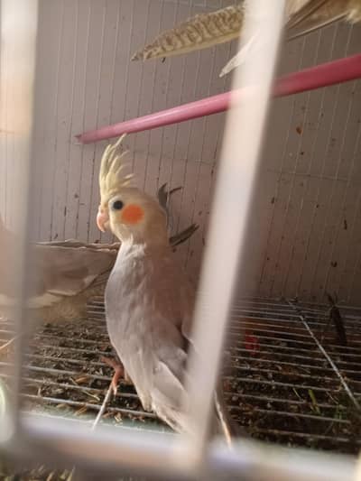 One Pair with 4 egg and two Kids also Two cocktails selfie with cage