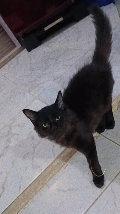 persian cat