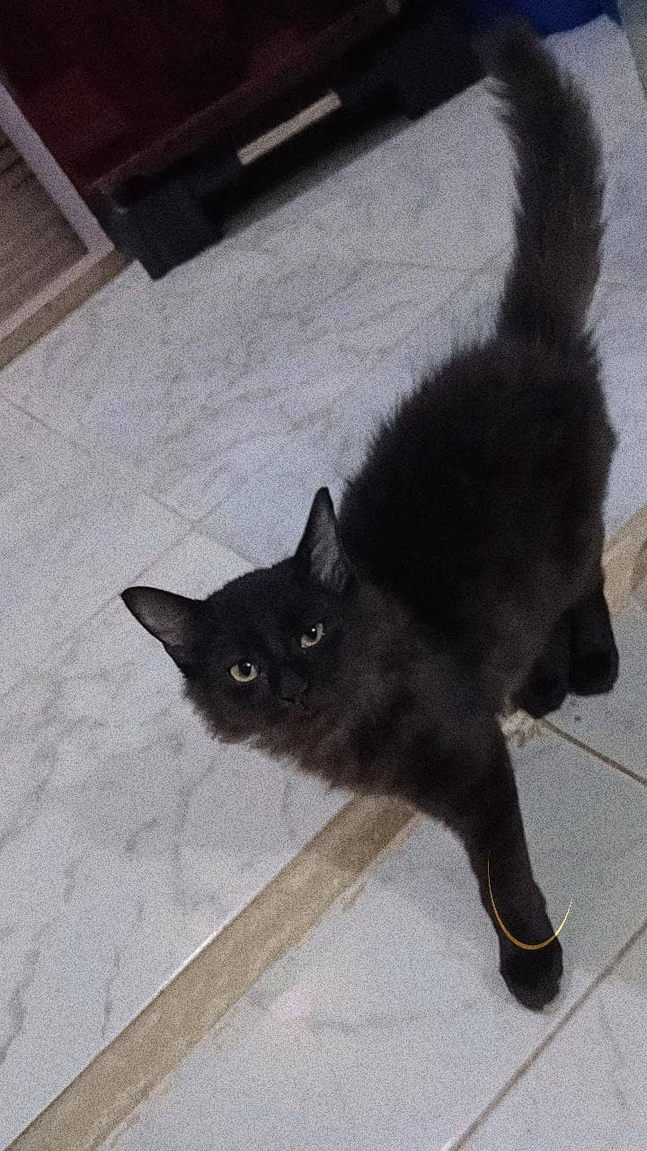 persian cat 0