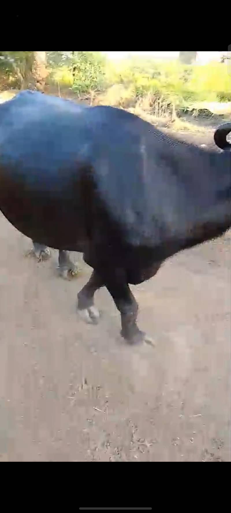 Bhens 2