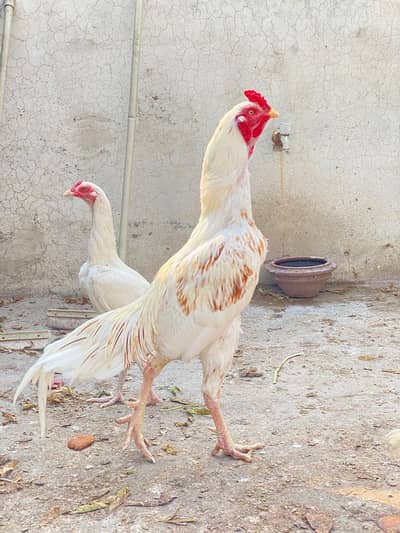 3 aseel for sale