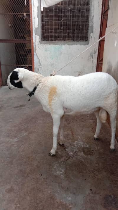 Mundra Cross hai Dumba Qurbani 2027 k lye