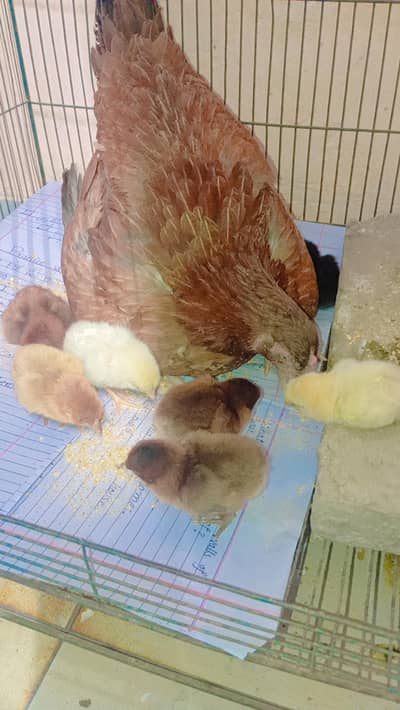 Aseel hen active and healthy