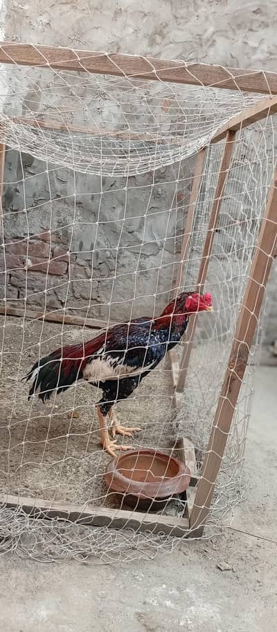 Pakistani high quality aseel brid