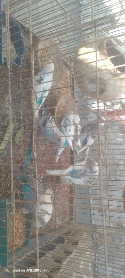 urgent sale Pari bird .