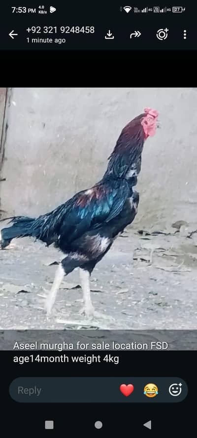 contact 03219248458 my WhatsApp number