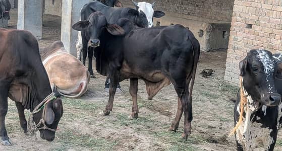 بچھڑے برائے فروخت