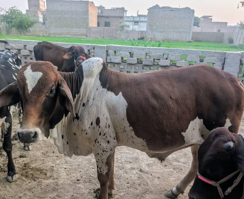 بچھڑے برائے فروخت 1