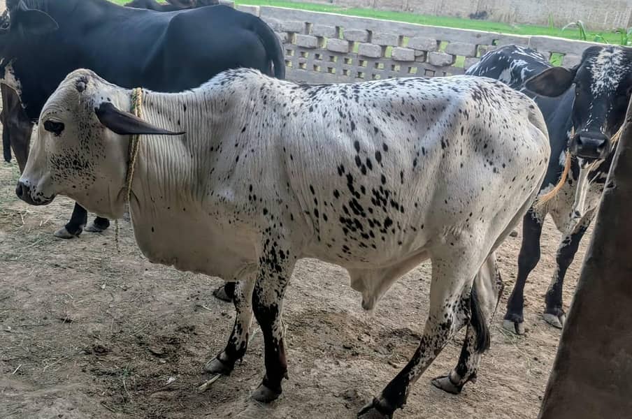 بچھڑے برائے فروخت 3