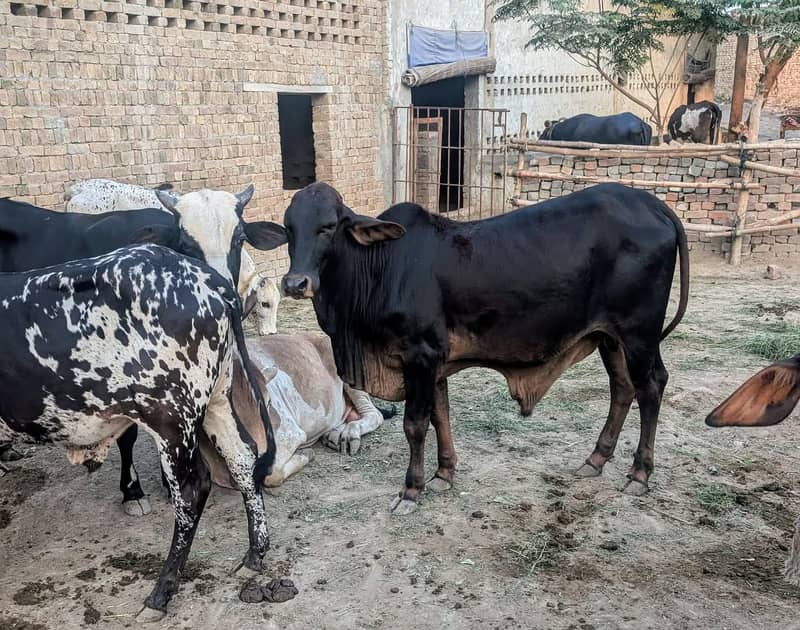 بچھڑے برائے فروخت 4