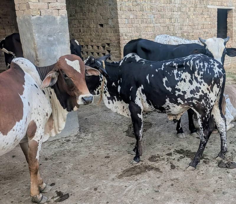 بچھڑے برائے فروخت 5