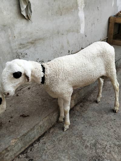 Jori dumba 6 month age vaccine complete