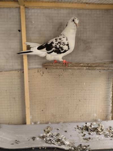 sharzi female with two chicks